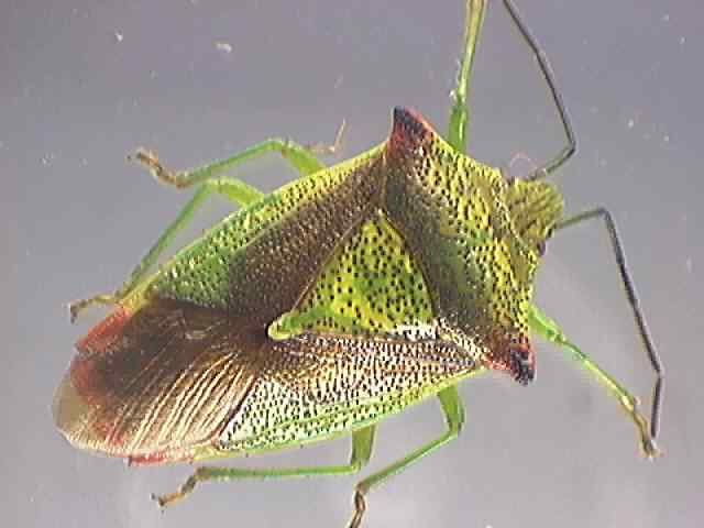 Acanthosoma haemorrhoidale